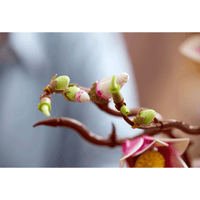 LEGO Botanicals Magnolia Branches (11510)